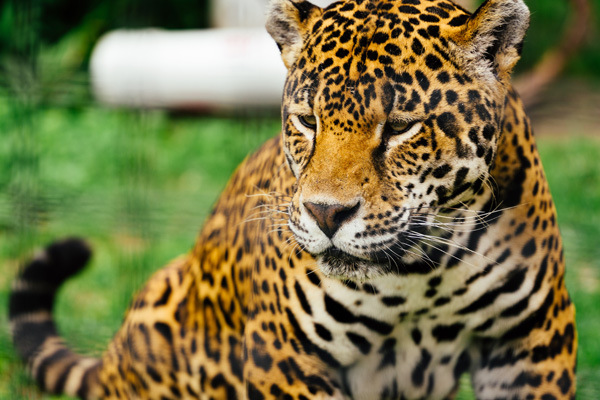 jaguar